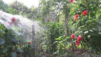 在干燥的夏季花园里，用手软管<strong>喷水</strong>工具在花上<strong>喷水</strong>。 4K